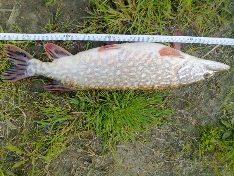 20110509218 [800x600].jpg