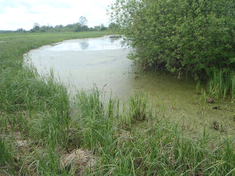 P5160197 [800x600].JPG