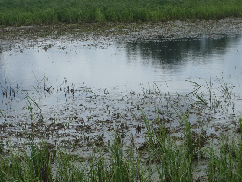 P5160196 [800x600].JPG