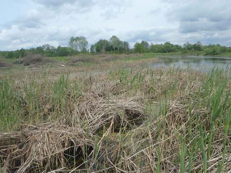 P5160202 [800x600].JPG