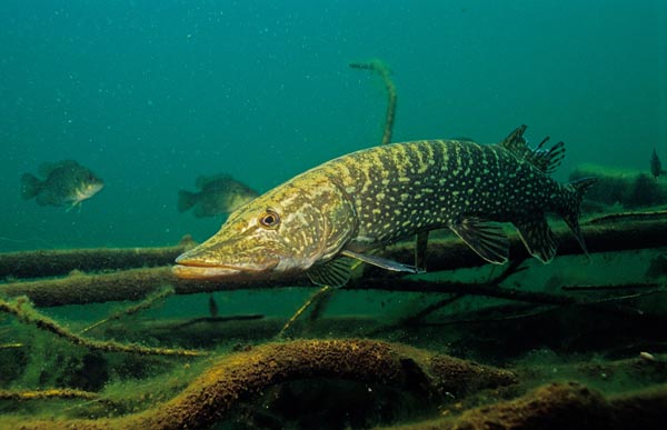 pike1107.jpg
