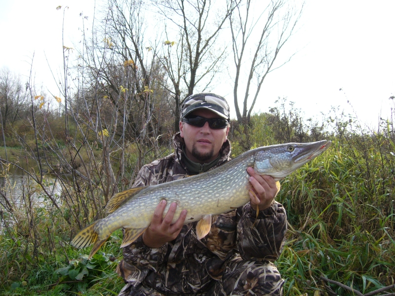 pogo_szczupak.JPG