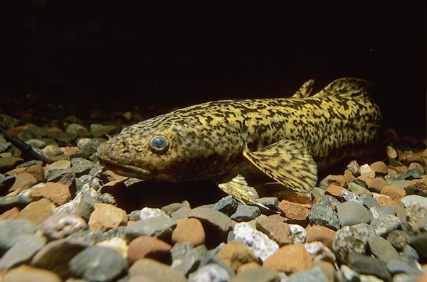 burbot101.jpg