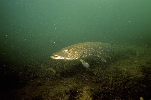 pike743.jpg