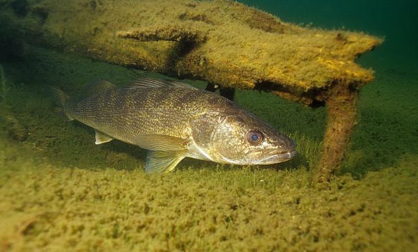 walleye1971.jpg