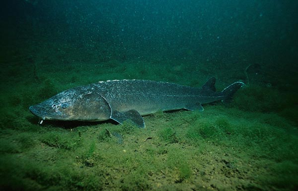 lakesturgeon134.jpg