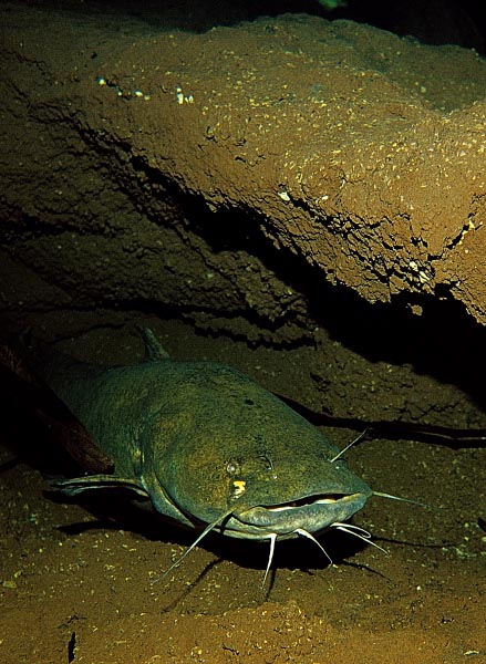 catfish407.jpg