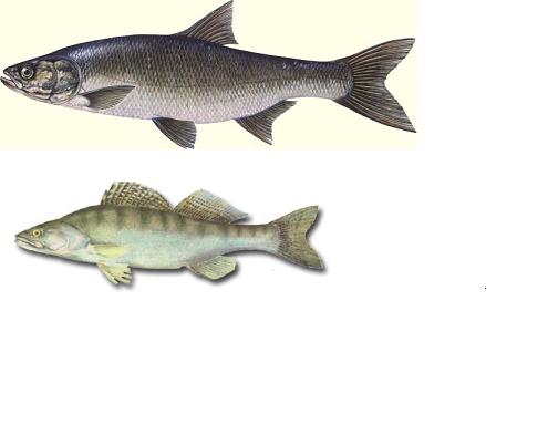 porównanie.JPG