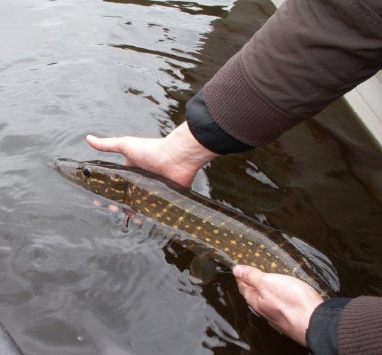 Szczupak 55,8 cm - Zalew Zegrzyński, 3V2011, C&R.jpg