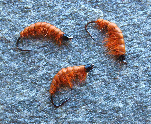 Rust Hydropsyche.jpg