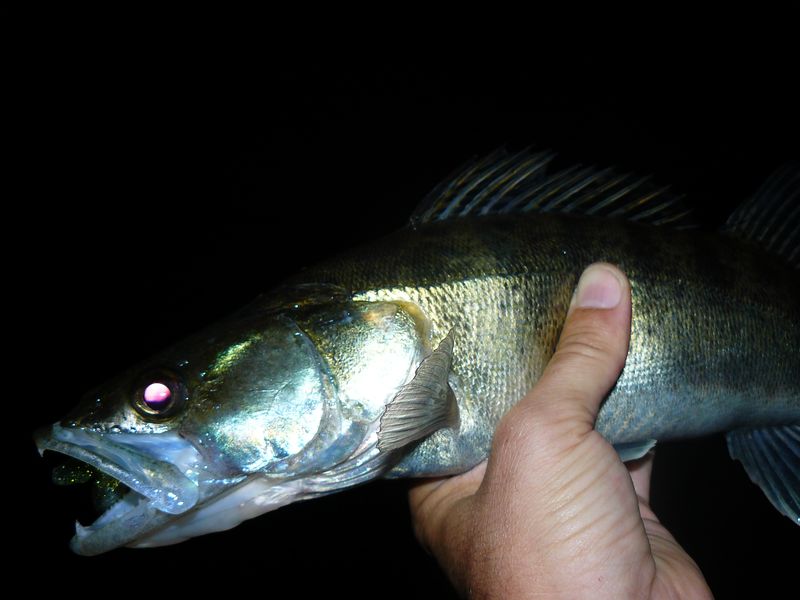 P1110633.JPG