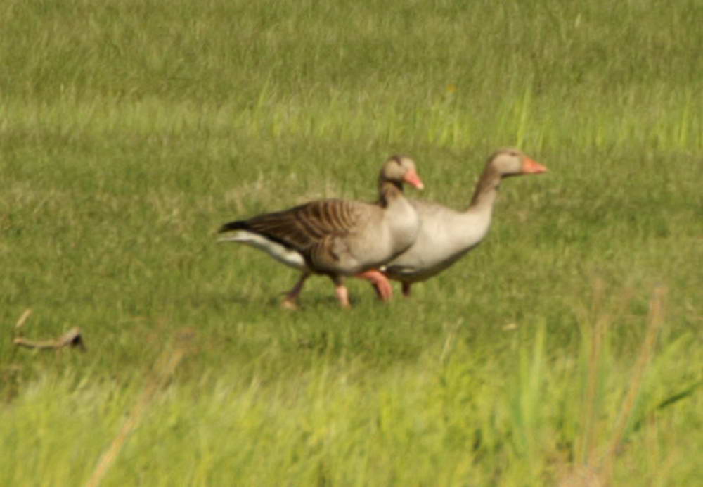 PICT0084a_zmień rozmiary.jpg