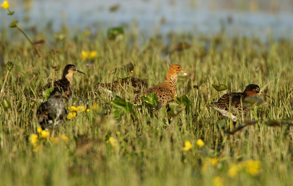 PICT0356a_zmień rozmiary.jpg