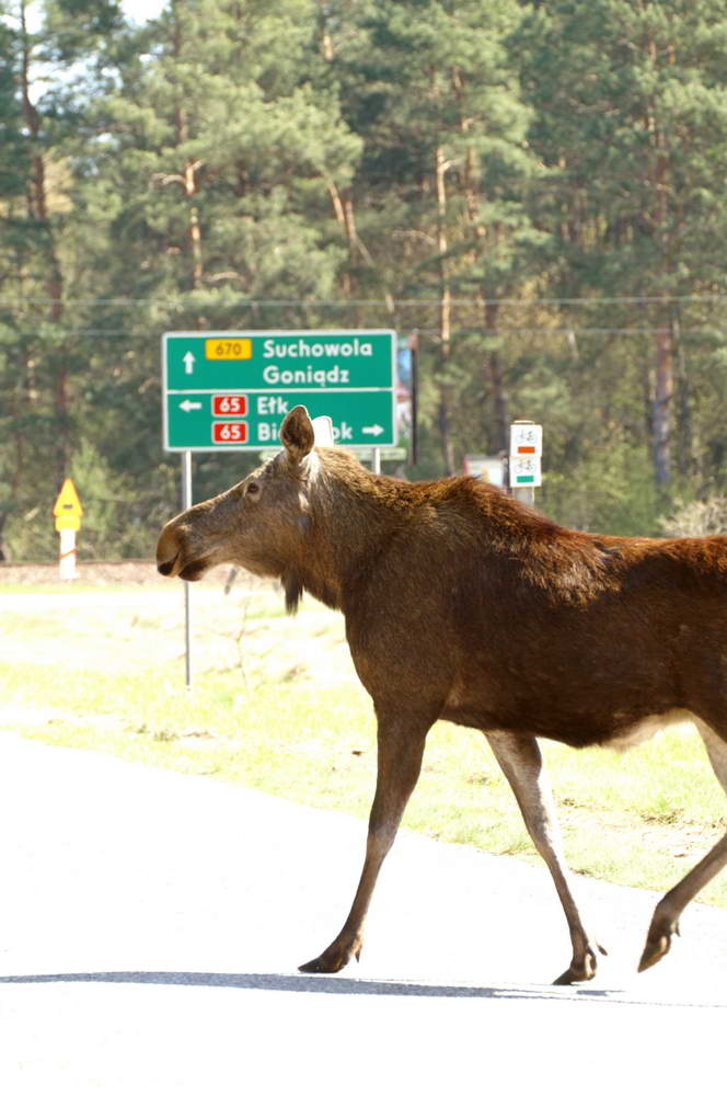 PICT0013a_zmień rozmiary.jpg