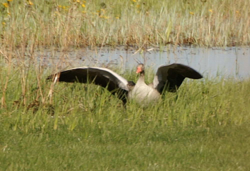 PICT0092a_zmień rozmiary.jpg