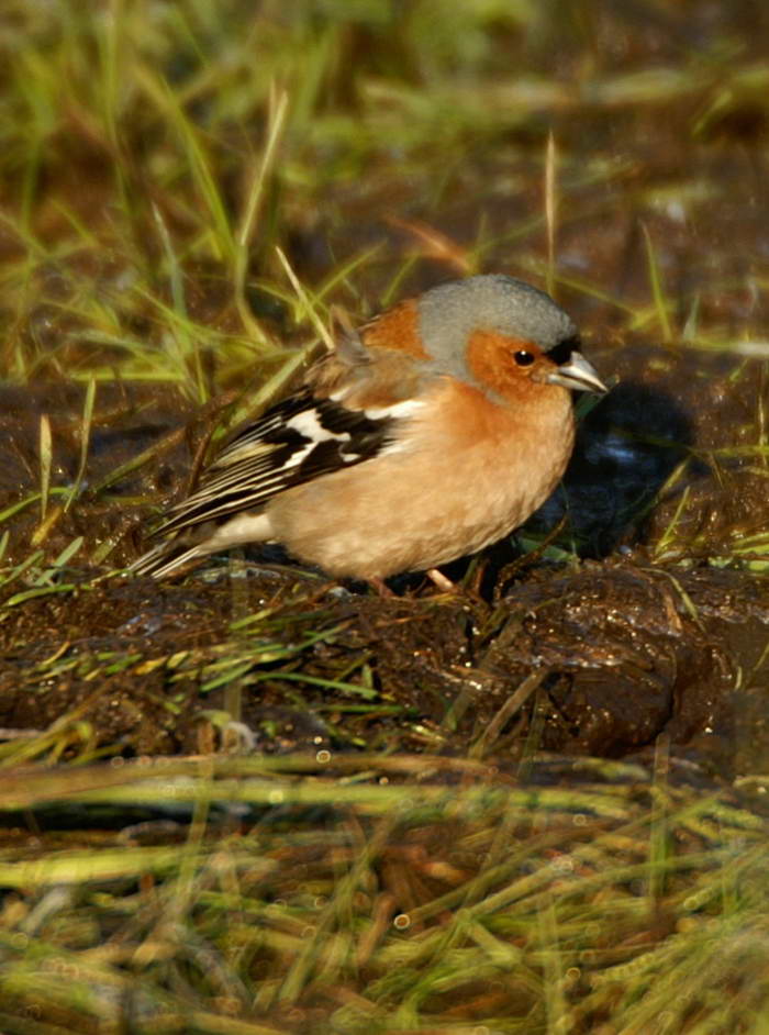 PICT0328a_zmień rozmiary.jpg