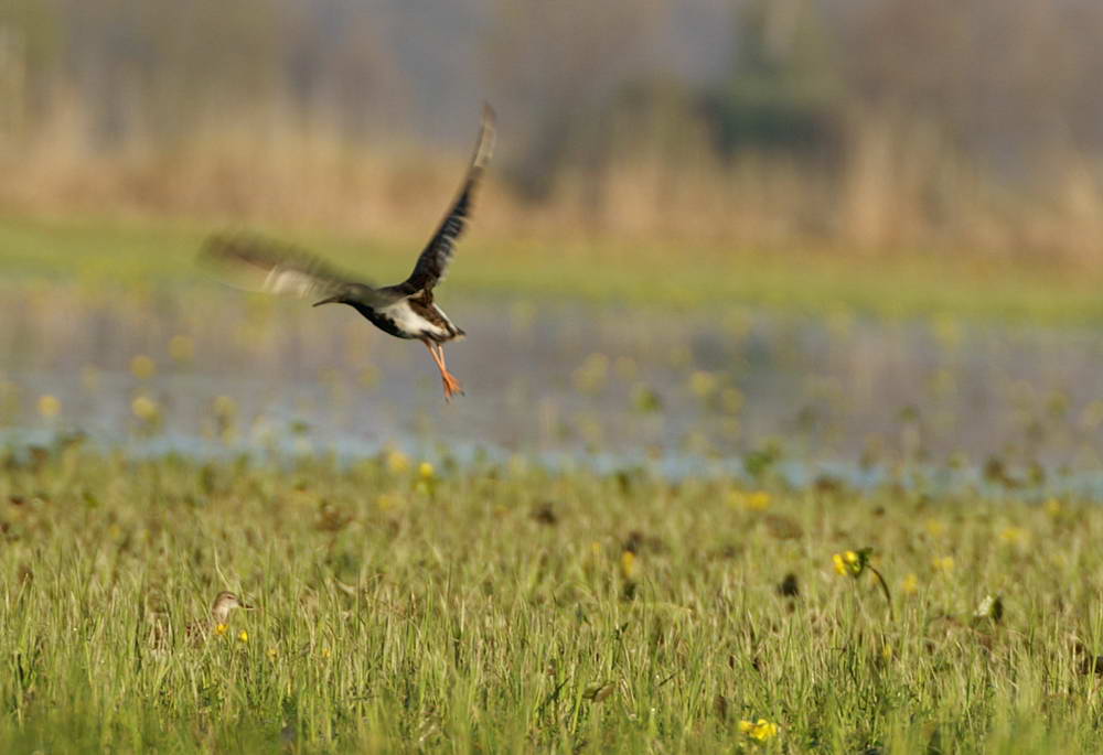 PICT0340a_zmień rozmiary.jpg