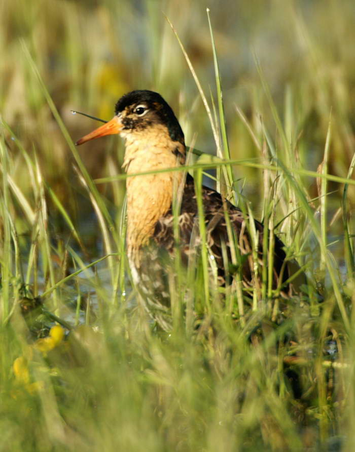 PICT0369a_zmień rozmiary.jpg