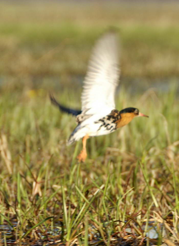 PICT0397a_zmień rozmiary.jpg