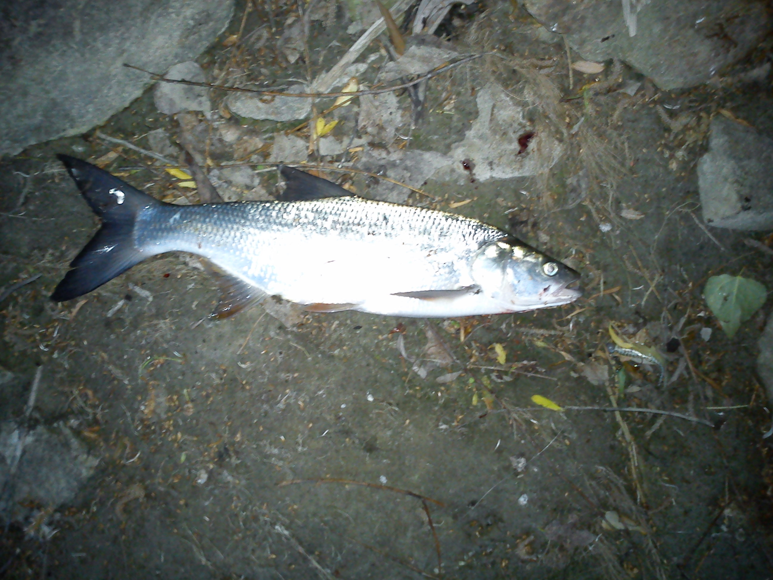 Boleń 47cm_Wisła_Zawady_2012-06-01.jpg