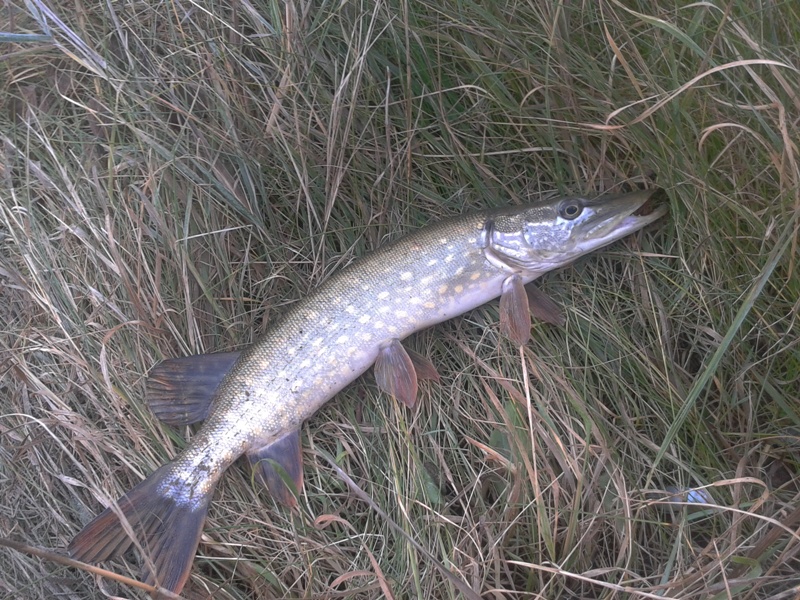 2011-11-11 08.37.57.jpg