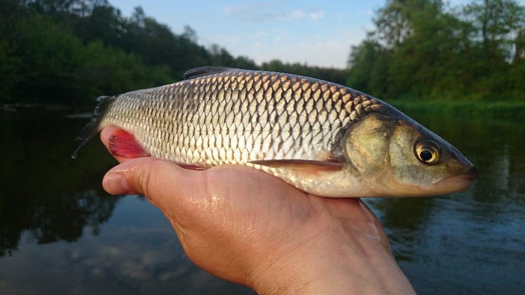 DSC_0367 (1024x576).jpg