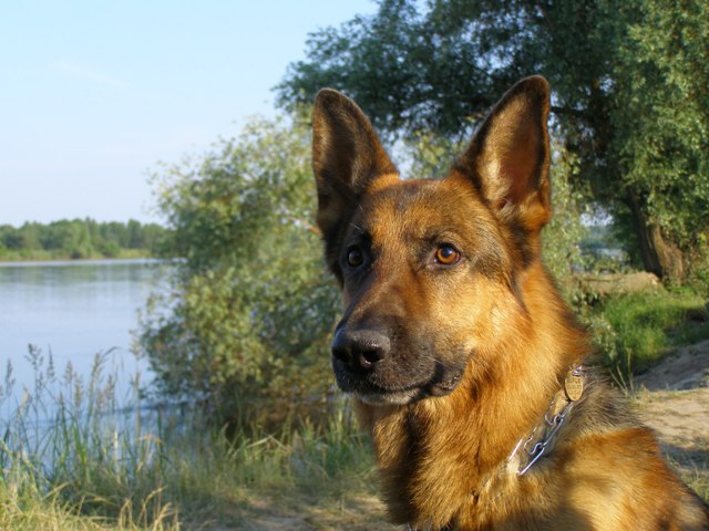 RUFUS (35).JPG