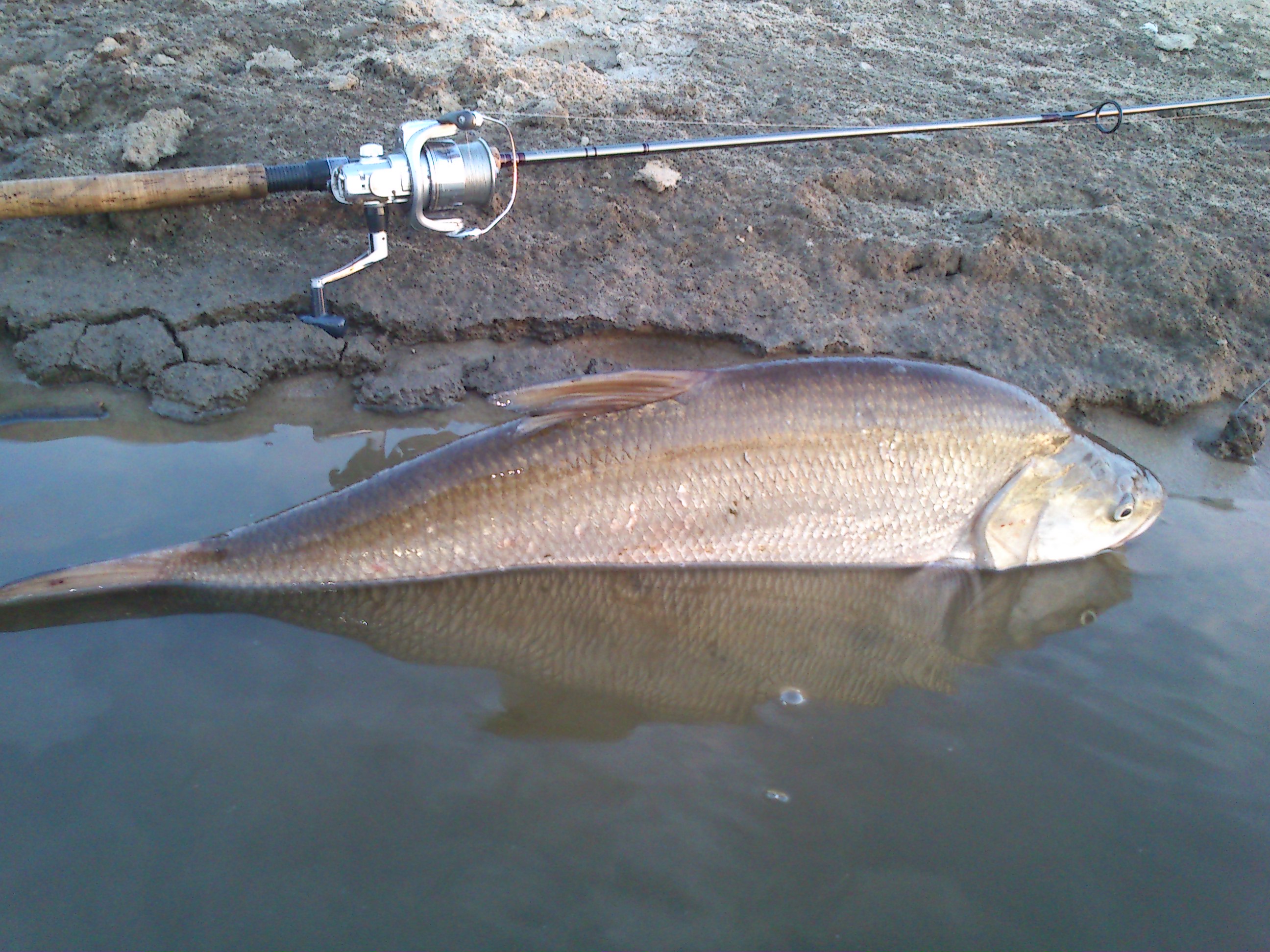 DSC_0272 - kopia (2).JPG