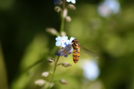 kwiat makro_05 2010_1.jpg