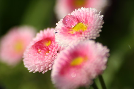 kwiat makro_05 2010_9.jpg