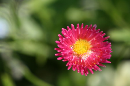 kwiat makro_05 2010_8.jpg