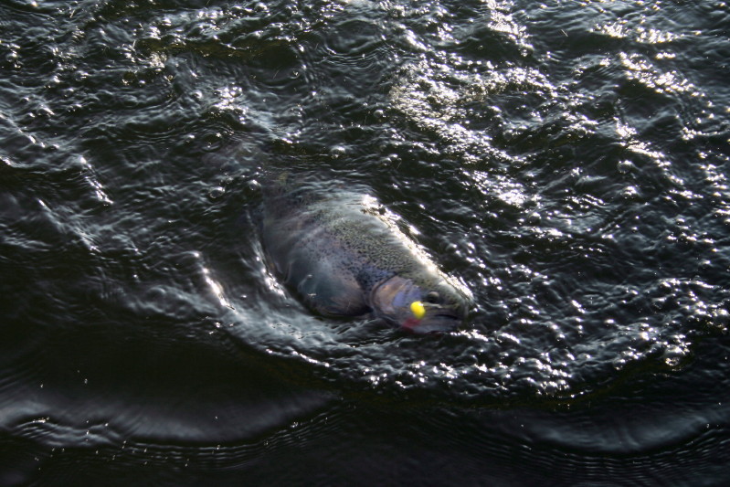 Okoń 11 12 2011_1.jpg