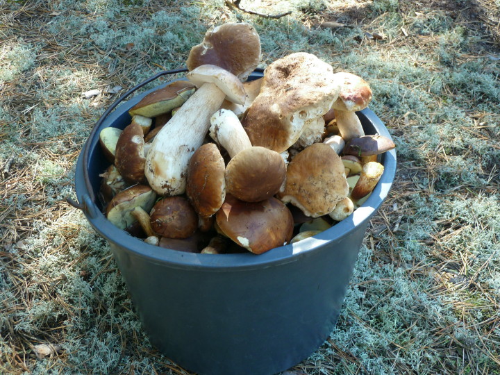 Grzyby 06 09 2013.jpg