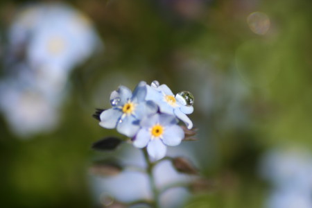 kwiat makro_05 2010_6.jpg