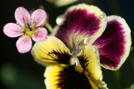 kwiat makro_05 2010_7.jpg