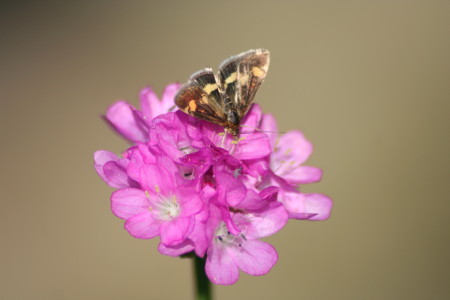 kwiat makro_05 2010_5.jpg