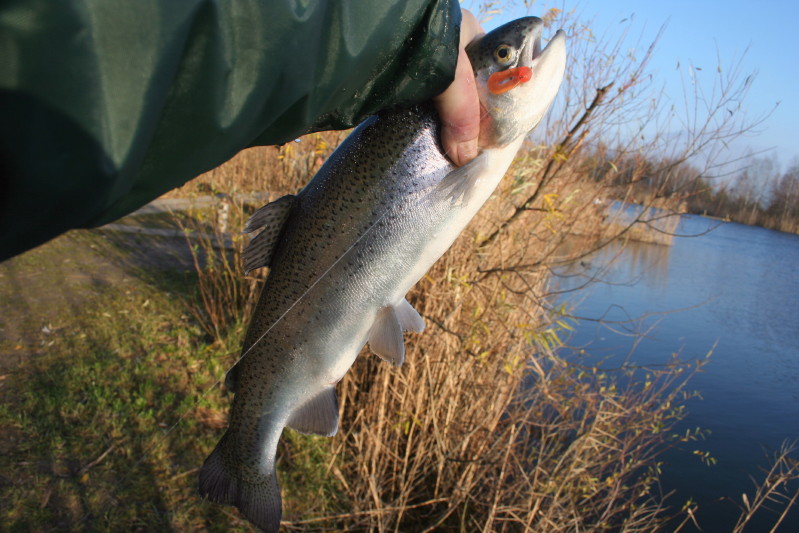 Okoń 11 12 2011_2.jpg