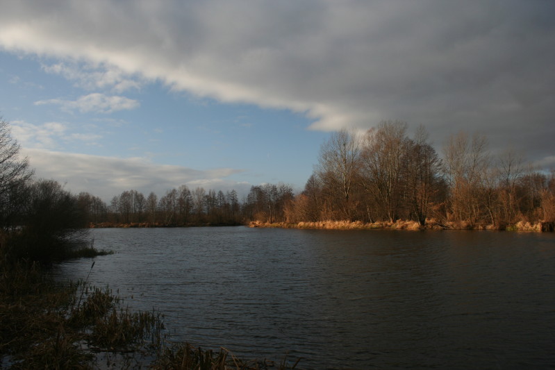 Bug 18 12 2011_1.jpg