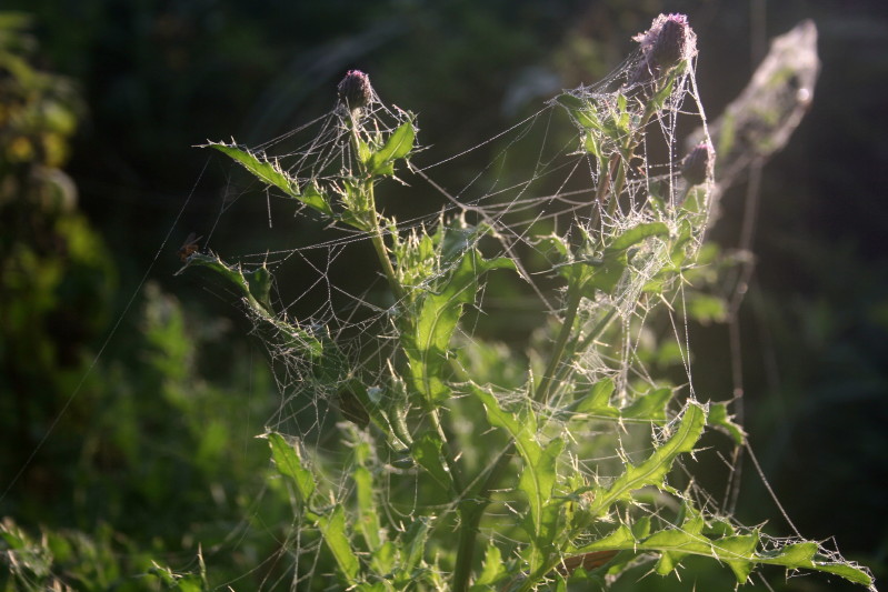 Narew 24 09 2011_14.jpg
