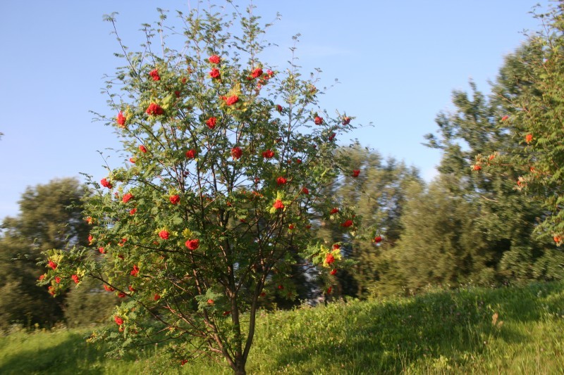 29 07 2011_7.jpg