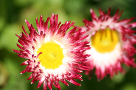 kwiat makro_05 2010_3.jpg