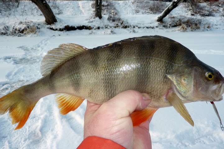 13 01 2013 okonek.jpg