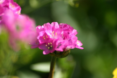 kwiat makro_05 2010_2.jpg