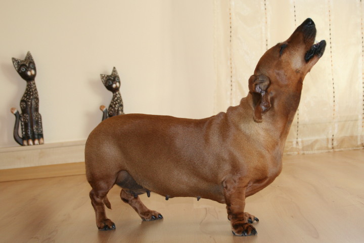 Nala.jpg