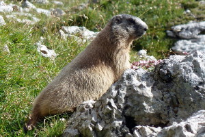 Dolomity 2014_awatarek 1.jpg