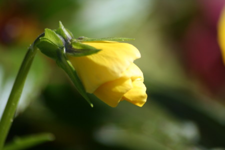 kwiat makro_05 2010_4.jpg