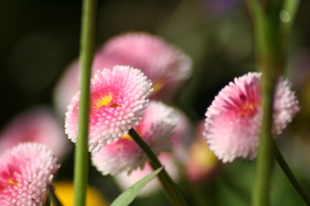 kwiat makro_05 2010_10.jpg