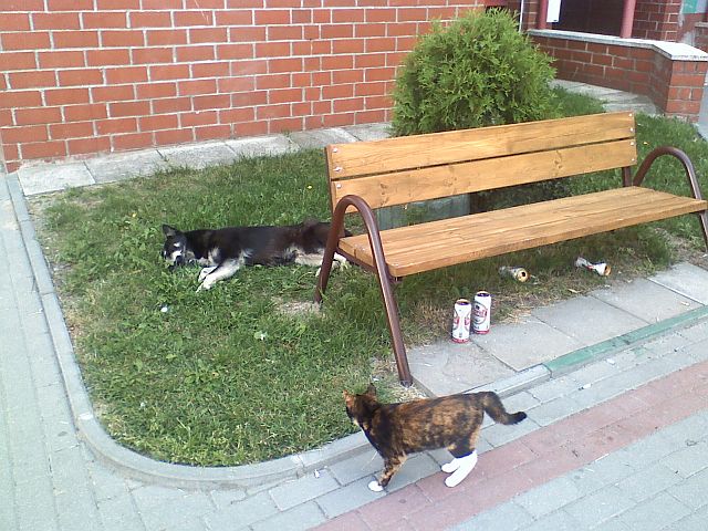 Pies po browarku.jpg