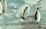 Pingwiny.gif
