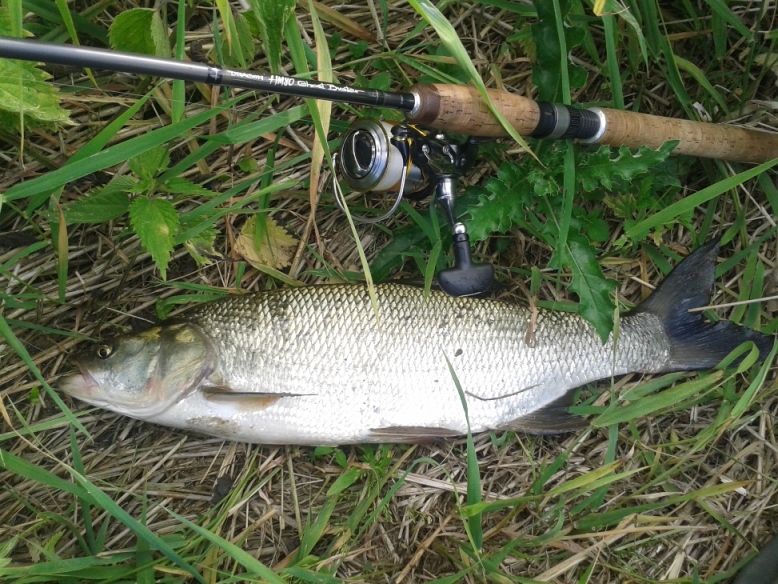 boleń 60 bzura WM.jpg